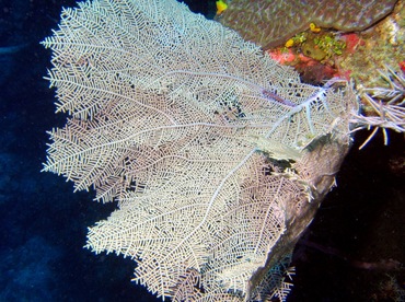Wide-Mesh Sea Fan - Gorgonia mariae - Roatan, Honduras Wide-Mesh Sea Fan - Gorgonia mariae - Roatan, Honduras