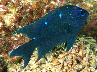 Giant Damselfish - Microspathodon dorsalis - Cabo San Lucas, Mexico