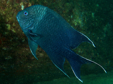 Giant Damselfish - Microspathodon dorsalis - Cabo San Lucas, Mexico