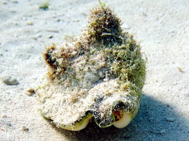 Milk Conch - Strombus costatus - Isla Mujeres, Mexico Milk Conch - Strombus costatus - Isla Mujeres, Mexico