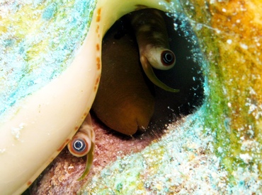 Milk Conch - Strombus costatus - Grand Cayman Milk Conch - Strombus costatus - Grand Cayman