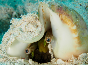 Milk Conch - Strombus costatus - Belize Milk Conch - Strombus costatus - Belize