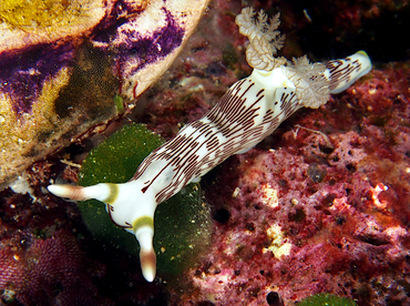 Lined Nembrotha - Nembrotha lineolata - Wakatobi, Indonesia