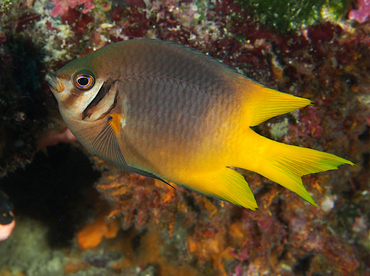 Black-and-Gold Damselfish - Neoglyphidodon nigroris - Wakatobi, Indonesia
