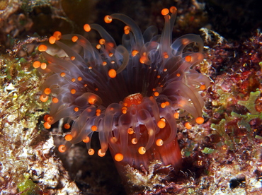Orange Ball Corallimorph - Pseudocorynactis caribbeorum - Eleuthera, Bahamas Orange Ball Corallimorph - Pseudocorynactis caribbeorum - Eleuthera, Bahamas