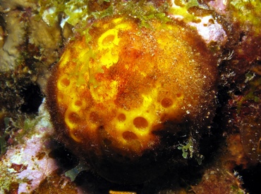 Orange Ball Sponge - Cinachyrella alloclada - St Thomas, USVI