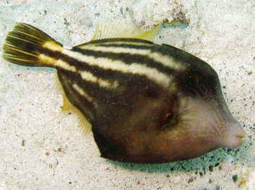 Orangespotted Filefish - Cantherhines pullus - St Thomas, USVI
