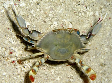 Ornate Blue Crab - Callinectes ornatus - Belize Ornate Blue Crab - Callinectes ornatus - Belize