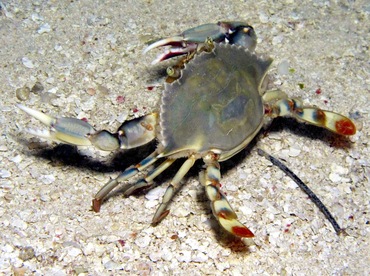 Ornate Blue Crab - Callinectes ornatus - Belize Ornate Blue Crab - Callinectes ornatus - Belize