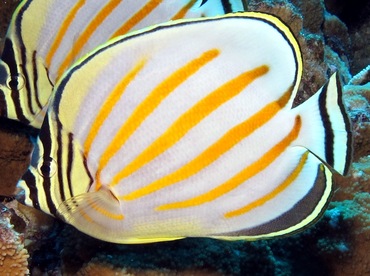 Ornate Butterflyfish - Chaetodon ornatissimus - Maui, Hawaii Ornate Butterflyfish - Chaetodon ornatissimus - Maui, Hawaii