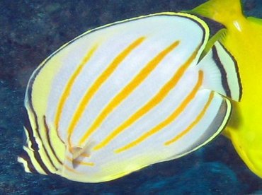 Ornate Butterflyfish - Chaetodon ornatissimus - Lanai, Hawaii Ornate Butterflyfish - Chaetodon ornatissimus - Lanai, Hawaii
