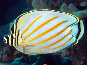 Ornate Butterflyfish - Chaetodon ornatissimus - Big Island, Hawaii Ornate Butterflyfish - Chaetodon ornatissimus - Big Island, Hawaii