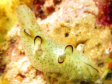 Ornate Elysia - Elysia ornata - Dumaguete, Philippines