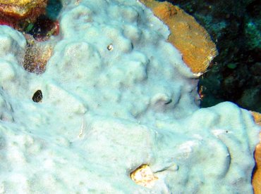 Overgrowing Mat Tunicates - Trididemum solidum - Bonaire