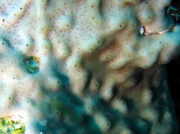 Overgrowing Mat Tunicates - Trididemum solidum - Grand Cayman