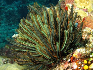 Bennett's Feather Star - Oxycomanthus bennetti - Palau