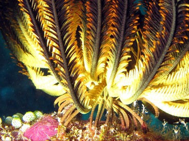 Bennett's Feather Star - Oxycomanthus bennetti - Palau