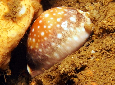 Pacific Deer Cowry - Lyncina vitellus - Lembeh Strait, Indonesia Pacific Deer Cowry - Lyncina vitellus - Lembeh Strait, Indonesia