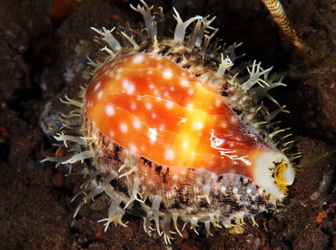 Pacific Deer Cowry - Lyncina vitellus - Bali, Indonesia Pacific Deer Cowry - Lyncina vitellus - Bali, Indonesia