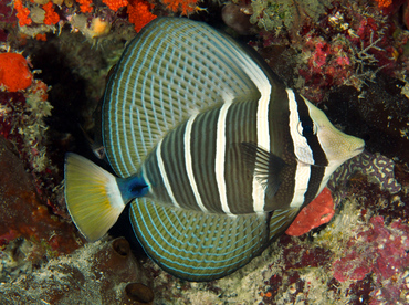 Pacific Sailfin Tang - Zebrasoma veliferum - Wakatobi, Indonesia