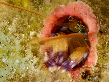 Paguritta sp. 1 - Paguritta sp. 1 - Wakatobi, Indonesia