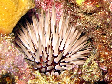 Pale Rock-Boring Urchin - Echinometra mathaei - Maui, Hawaii Pale Rock-Boring Urchin - Echinometra mathaei - Maui, Hawaii