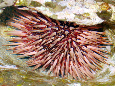 Pale Rock-Boring Urchin - Echinometra mathaei - Maui, Hawaii Pale Rock-Boring Urchin - Echinometra mathaei - Maui, Hawaii