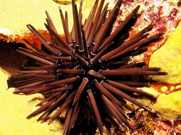 Pale Rock-Boring Urchin - Echinometra mathaei - Yap, Micronesia Pale Rock-Boring Urchin - Echinometra mathaei - Yap, Micronesia