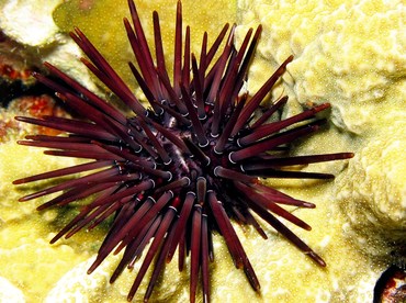 Pale Rock-Boring Urchin - Echinometra mathaei - Yap, Micronesia Pale Rock-Boring Urchin - Echinometra mathaei - Yap, Micronesia