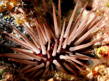 Pale Rock-Boring Urchin - Echinometra mathaei - Big Island, Hawaii Pale Rock-Boring Urchin - Echinometra mathaei - Big Island, Hawaii