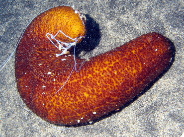 Paradoxical Sea Cucumber - Bohadschia paradoxa - Big Island, Hawaii Paradoxical Sea Cucumber - Bohadschia paradoxa - Big Island, Hawaii