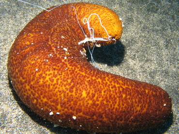 Paradoxical Sea Cucumber - Bohadschia paradoxa - Big Island, Hawaii Paradoxical Sea Cucumber - Bohadschia paradoxa - Big Island, Hawaii