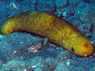 Paradoxical Sea Cucumber - Bohadschia paradoxa - Big Island, Hawaii Paradoxical Sea Cucumber - Bohadschia paradoxa - Big Island, Hawaii
