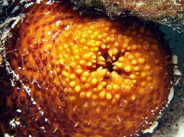 Paradoxical Sea Cucumber - Bohadschia paradoxa - Big Island, Hawaii Paradoxical Sea Cucumber - Bohadschia paradoxa - Big Island, Hawaii