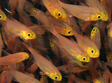 Golden Sweeper - Parapriacanthus ransonneti - Bali, Indonesia
