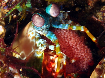 Peacock Mantis Shrimp - Odontodactylus scyllarus - Anilao, Philippines