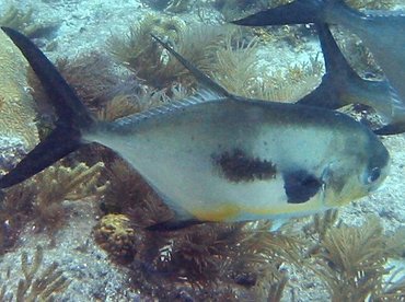 Permit - Trachinotus falcatus - Key Largo, Florida Permit - Trachinotus falcatus - Key Largo, Florida