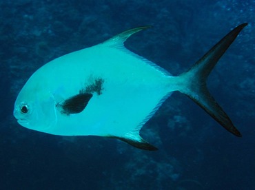 Permit - Trachinotus falcatus - Cozumel, Mexico Permit - Trachinotus falcatus - Cozumel, Mexico