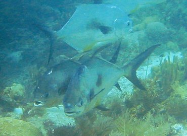 Permit - Trachinotus falcatus - Key Largo, Florida Permit - Trachinotus falcatus - Key Largo, Florida