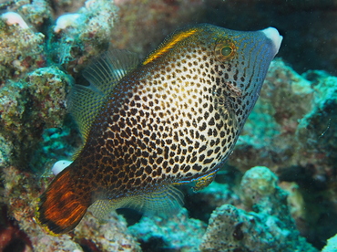 Fantail Filefish - Pervagor spilosoma - Oahu, Hawaii Fantail Filefish - Pervagor spilosoma - Oahu, Hawaii
