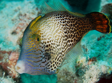 Fantail Filefish - Pervagor spilosoma - Oahu, Hawaii Fantail Filefish - Pervagor spilosoma - Oahu, Hawaii