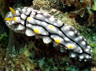 Elegant Phyllidia - Phyllidia elegans - Dumaguete, Philippines