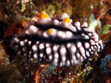 Elegant Phyllidia - Phyllidia elegans - Fiji