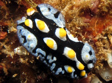 Painted Phyllidia - Phyllidia picta - Dumaguete, Philippines