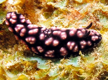 Pimpled Phyllidiella - Phyllidiella pustulosa - Yap, Micronesia Pimpled Phyllidiella - Phyllidiella pustulosa - Yap, Micronesia