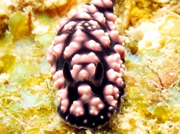 Pimpled Phyllidiella - Phyllidiella pustulosa - Yap, Micronesia Pimpled Phyllidiella - Phyllidiella pustulosa - Yap, Micronesia