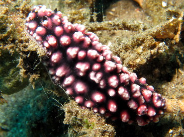 Pimpled Phyllidiella - Phyllidiella pustulosa - Dumaguete, Philippines Pimpled Phyllidiella - Phyllidiella pustulosa - Dumaguete, Philippines