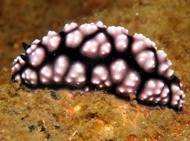 Pimpled Phyllidiella - Phyllidiella pustulosa - Lembeh Strait, Indonesia Pimpled Phyllidiella - Phyllidiella pustulosa - Lembeh Strait, Indonesia