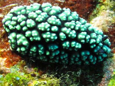 Pimpled Phyllidiella - Phyllidiella pustulosa - Lembeh Strait, Indonesia Pimpled Phyllidiella - Phyllidiella pustulosa - Lembeh Strait, Indonesia