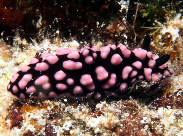 Pimpled Phyllidiella - Phyllidiella pustulosa - Big Island, Hawaii Pimpled Phyllidiella - Phyllidiella pustulosa - Big Island, Hawaii